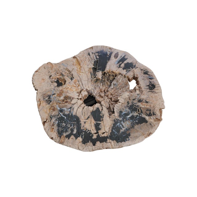 This remarkable petrified wood coffee table is currently presented on a minimalist black steel frame with a height of...