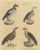 Karl Joseph Brodtmann, King Vulture, Griffon Vulture & Bearded Vulture, 1816, Lithograph For Sale - Image 9 of 9