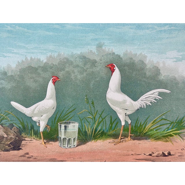 A charming late-19th-century original hand-colored chromolithograph titled “White Game Bantams”, published by Poultry...