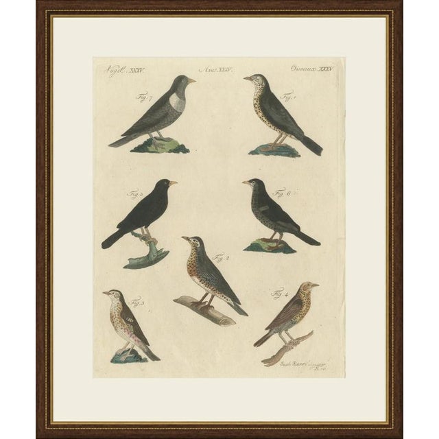 This antique thrush print shows seven European thrushes, including the blackbird and the ring ouzel, on an original hand...
