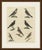 This antique thrush print shows seven European thrushes, including the blackbird and the ring ouzel, on an original hand...