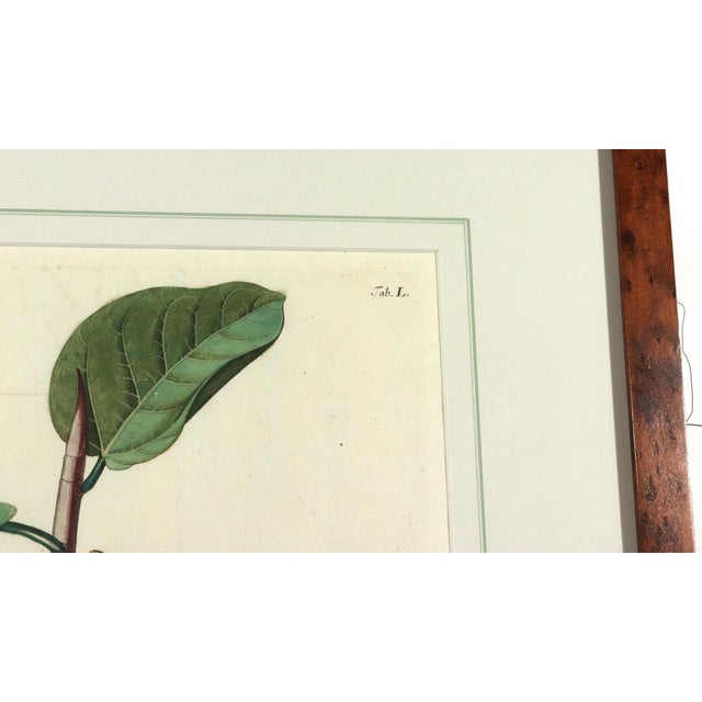 18th-Century Exotic Botanical Prints From Plantae Selectae by Georg Ehret For Sale - Image 14 of 18