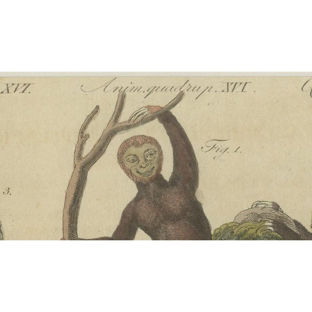 Bertuch, Monkeys & South American Anteaters, 1800, Engraving For Sale - Image 3 of 10