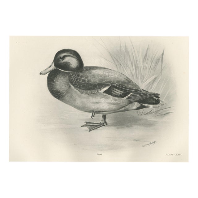 After Lilian Medland, Dabbling Duck, 1909, Print For Sale