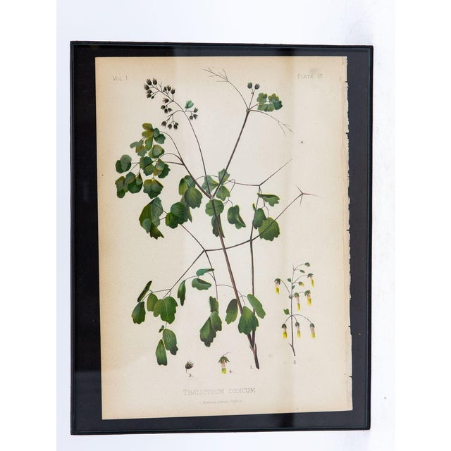 Beige Staggerbush Botanical Print on Paper, Usa Early 20th C. For Sale - Image 8 of 8