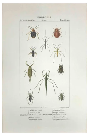 Pierre Jean François Turpin, Hemipterans, Etching, 1831