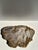 Organic Petrified Dish For Sale - Image 4 of 18