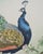20th C. Chinese Export Pair of Peacocks and Flowers Painting For Sale - Image 4 of 18
