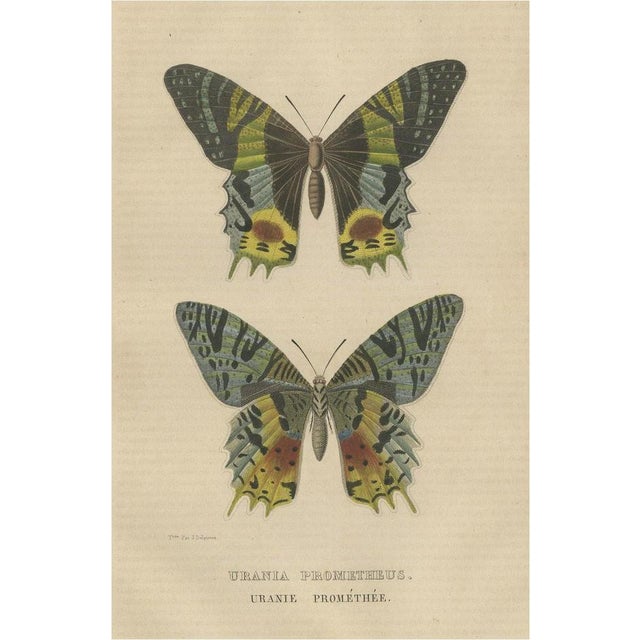 Drapiez, Urania Prometheus, Lepidoptera, 1845, Print For Sale - Image 6 of 6