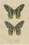 Drapiez, Urania Prometheus, Lepidoptera, 1845, Print For Sale - Image 6 of 6