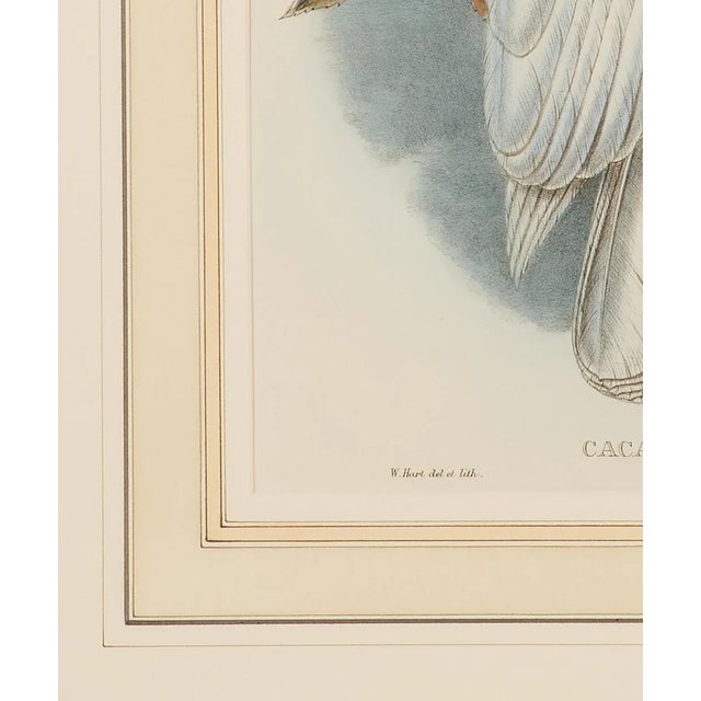 Blue-Eyed Cockatoo: A Framed Original 19th C. Hand-Colored Lithograph by John Gould and Henry Constantine Richter, 1851-1869 For Sale - Image 4 of 5
