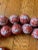 Chinese Coral & White Double Happiness Porcelain Beads For Sale - Image 4 of 7