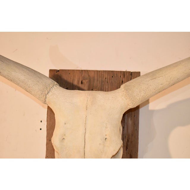 White Circa 1970's Mounted Steer Skull For Sale - Image 8 of 10