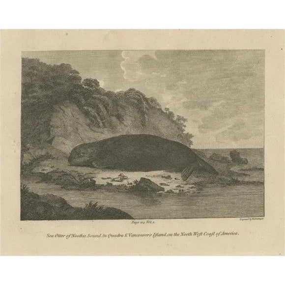 Paper W. Grainger, Sea Otter of Nootka Sound in British Columbia, Canada, 1801, Print For Sale - Image 7 of 7