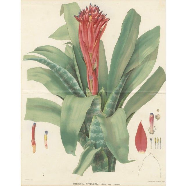 Black After De Vriese, Botanical Plate of Billbergia Thyrsoidea, 1856, Lithograph For Sale - Image 8 of 9