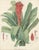 Black After De Vriese, Botanical Plate of Billbergia Thyrsoidea, 1856, Lithograph For Sale - Image 8 of 9