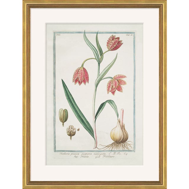 Hortus Romanus 1772-1793 XVII Framed Art Print For Sale