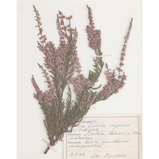 Custom Framed Vintage Finnish Herbarium Botanical Specimens - Set of Four For Sale - Image 10 of 18