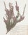 Custom Framed Vintage Finnish Herbarium Botanical Specimens - Set of Four For Sale - Image 10 of 18