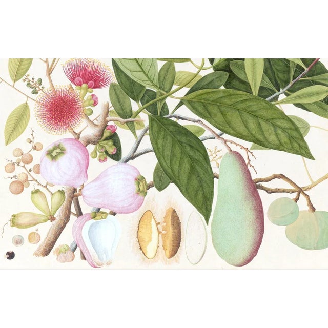 Tropical botanical illustrations, beautifully reproduced as giclée prints using archival inks on imported English cotton...