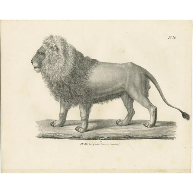 Paper Majestic Barbary Lion Standing in Profile, 1836, Lithograph For Sale - Image 7 of 11