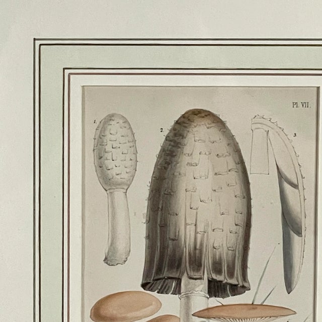 Mid 19th Century Hand Painted Mushroom Study Lithographs After Walter Fitch, Framed - a Pair For Sale In Philadelphia - Image 6 of 10