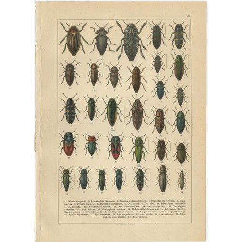 Antique cabinet of curiosities beetle plates, jewel & firefly insects, 1893 : this striking set of six victorian natural...