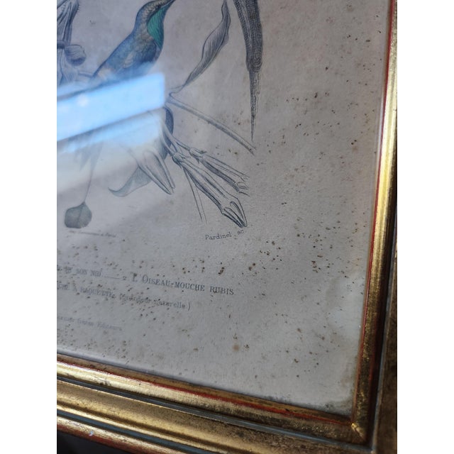Buffon, Animal Composition, 1853, Pigment Prints, Framed, Set of 2 For Sale - Image 14 of 18