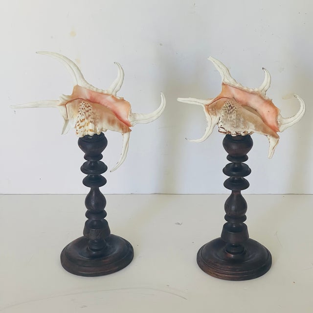Coastal Pair of Spider Conch Sea Shells on Antique Stands For Sale - Image 3 of 4