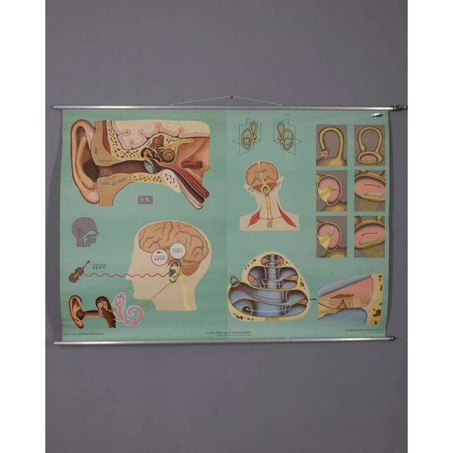 Vintage School Poster Hearing and Balance from Lehrmittelverlag Wilhelm Hagemann, 1970s For Sale - Image 10 of 10