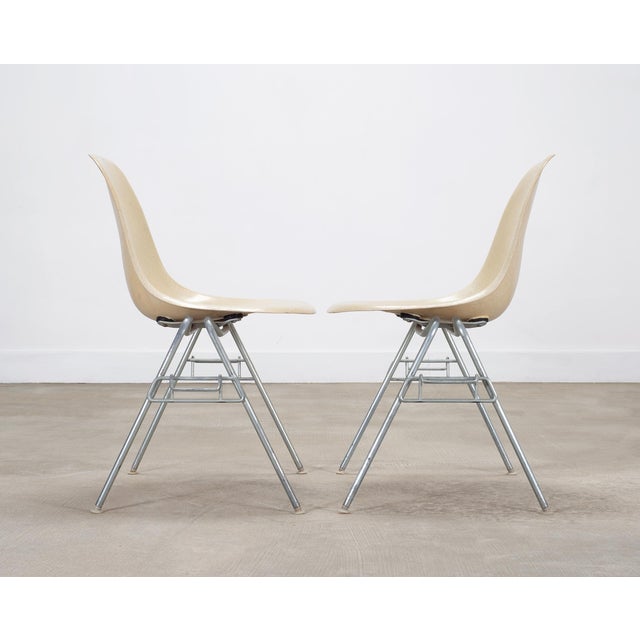 Set of Four Herman Miller DSS Mid-Century Fiberglass Side Chairs For Sale - Image 13 of 18