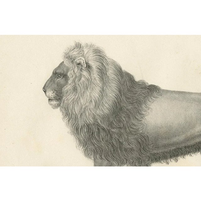 Mid 19th Century Majestic Barbary Lion Standing in Profile, 1836, Lithograph For Sale - Image 5 of 11