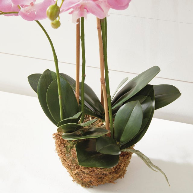 Kenneth Ludwig Chicago Phalaenopsis Orchid Drop-In 30" For Sale - Image 4 of 6