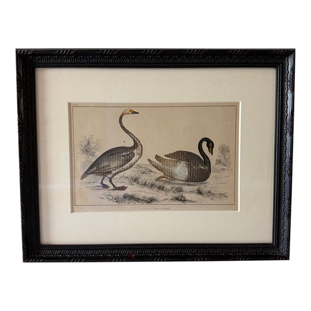Framed Antique Print From Oliver Goldsmith's "A History of the Earth and Animated Nature" For Sale