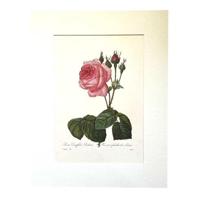 Vintage Pierre-Josephe Redouté Print in 14x18 Mat - Lettuce Rose For Sale