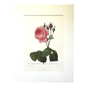 Vintage Pierre-Josephe Redouté Print in 14x18 Mat - Lettuce Rose