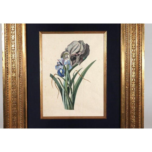 Circle of Georg Dionysius Ehret Iris Watercolor, Mid-18th Century For Sale - Image 4 of 11