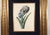 Circle of Georg Dionysius Ehret Iris Watercolor, Mid-18th Century For Sale - Image 4 of 11