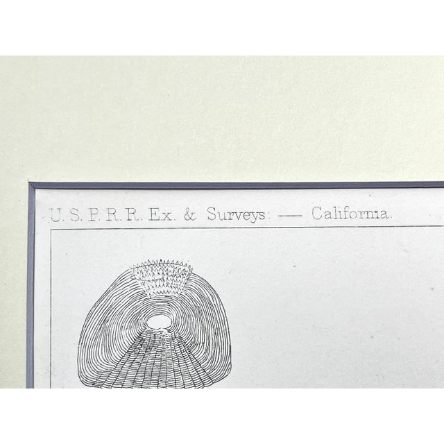 Mid 19th Century Antique Lithograph of California Perch Fish C. 1860 For Sale - Image 5 of 6