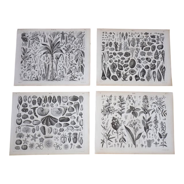 Antique 19th Century Sea Shells & Botanical Lithographs - Set of 4 For Sale