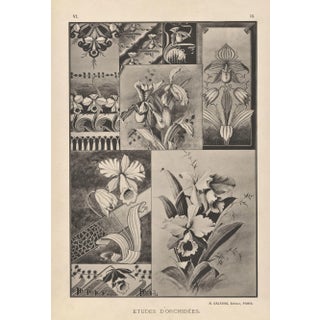 Orchids-Art Nouveau Botanical Design Lithograph For Sale