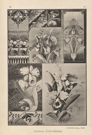 Orchids-Art Nouveau Botanical Design Lithograph