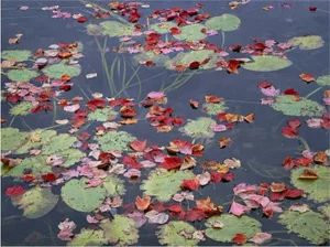 "Maple Leaves and Lillypads, Long Pond, Acadia, Maine 2000" Pond Scene Numbered Photograph Print by Charles Cramer