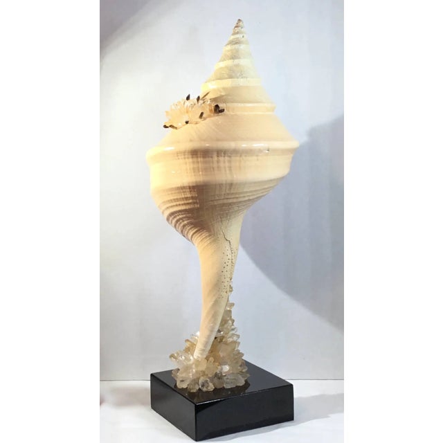 Mid 20th Century Vintage Large Seashell & Crystal by Joseph Malekan For Sale - Image 5 of 11