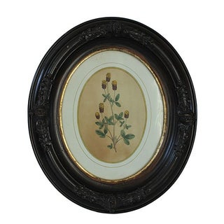 Civil War-Era Botanical Prints - Set of 4 For Sale