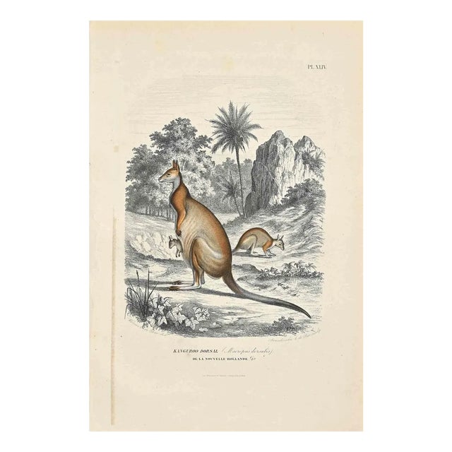 Paul Gervais, Kangaroo Dorsal, Original Lithograph, 1854 For Sale