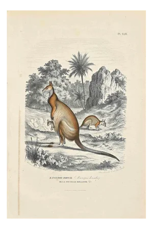 Paul Gervais, Kangaroo Dorsal, Original Lithograph, 1854