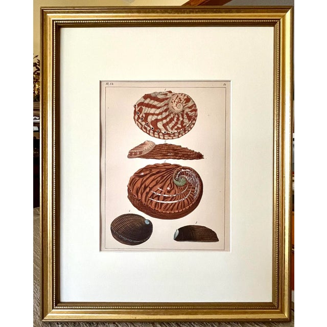 Original Antique Lithograph of Abalone Sea Shells by F. H. Martini 1837 For Sale In New York - Image 6 of 6