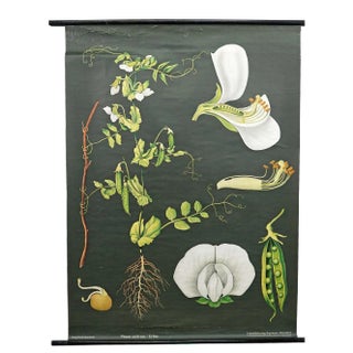 Vintage Cottagecore Botanic Wall Chart by Jung Koch Quentell For Sale