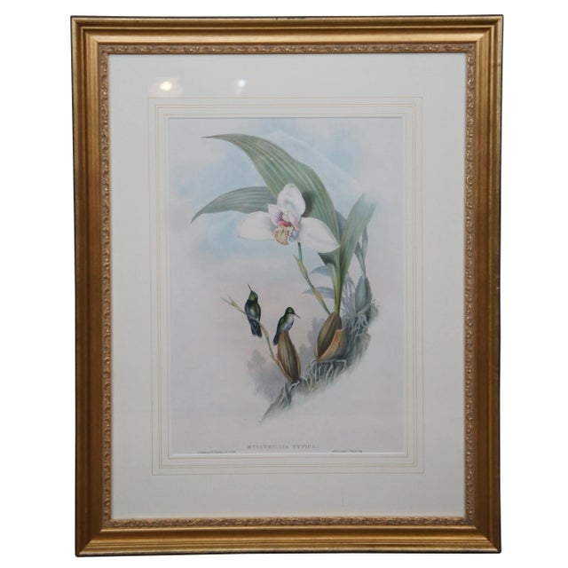 Antique John Gould Ornithological Myiabeillia Hummingbird Lithograph Print For Sale - Image 11 of 11
